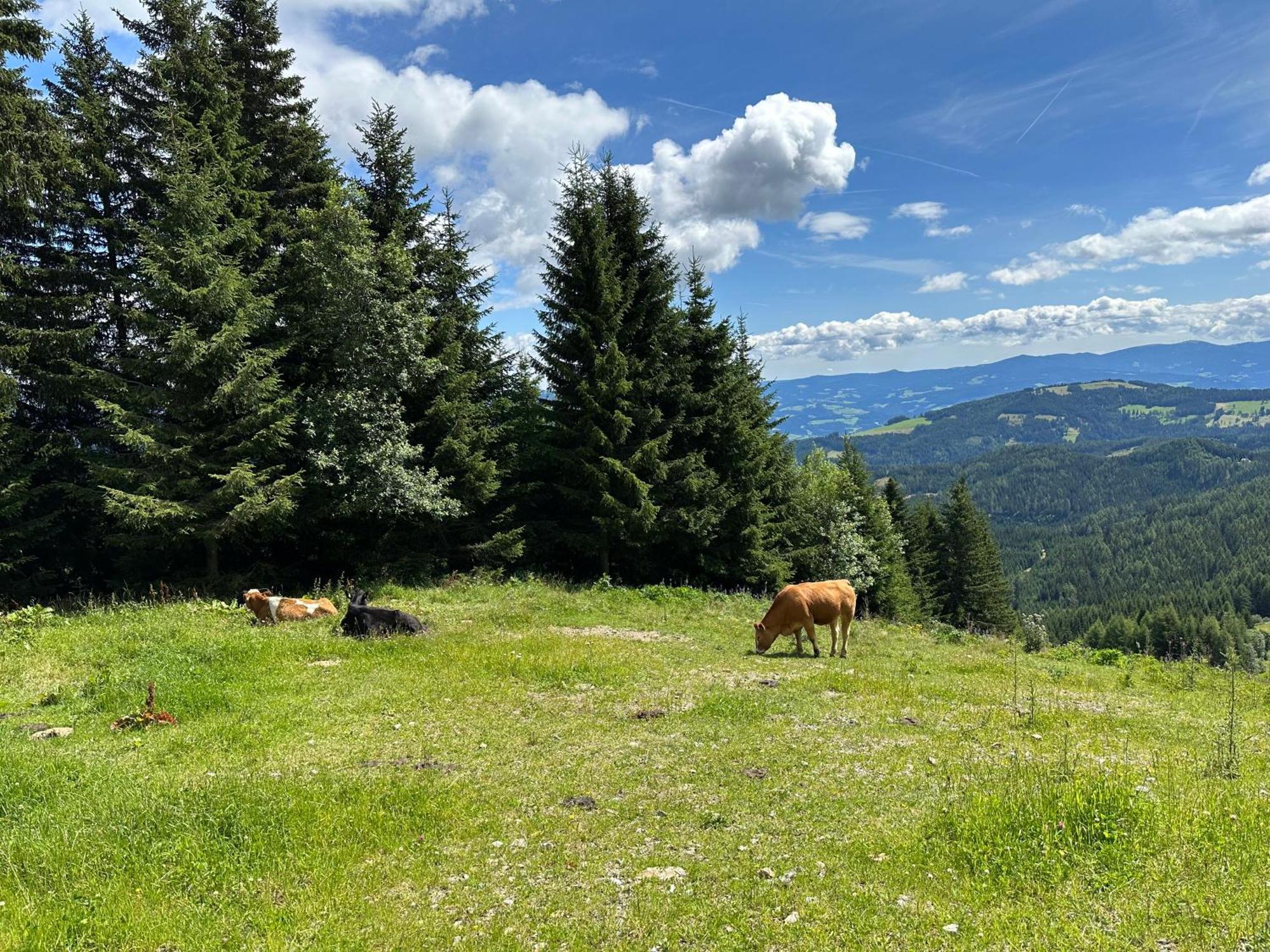 Berglisl - Direkt An Der Schipiste! Neue Mit Sauna *